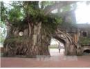 Công nhận 6 cây di sản Việt Nam 