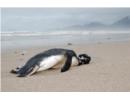 Brazil: Chim cánh cụt chết hàng loạt tại bờ biển phía Nam do lốc xoáy
