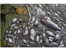 Ba Lan, Đức không phát hiện chất độc hại làm cá chết ở sông Oder