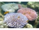Australia tăng đầu tư cho công tác bảo tồn rạn san hô Great Barrier
