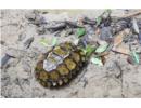 Phát hiện loài rùa núi viền có nguy cơ tuyệt chủng tại Khánh Hòa