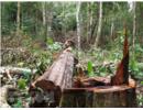 Tổng cục Lâm nghiệp: Chấn chỉnh công tác bảo vệ rừng tại Đắk Nông
