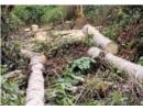 Quy định chống phá rừng của Châu Âu tác động tới 3 ngành hàng lâm sản tại Việt Nam