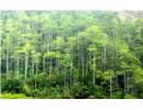 Việt Nam bán thành công 10,3 triệu tín chỉ carbon rừng thông qua Ngân hàng Thế giới (WB), với giá trị 51,5 triệu USD.