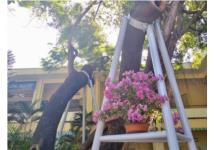 Đà Nẵng nghiêm cấm các trường tự ý đốn hạ cây xanh