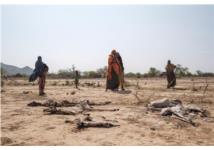 Vùng Sừng châu Phi bước vào mùa khô hạn thứ năm liên tiếp