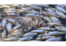 Sông Darling kín đặc cá chết, Australia kích hoạt trung tâm khẩn cấp