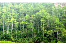 Việt Nam bán thành công 10,3 triệu tín chỉ carbon rừng thông qua Ngân hàng Thế giới (WB), với giá trị 51,5 triệu USD.