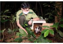 Người dân giao nộp một cá thể Cu li nhỏ nằm trong Sách Đỏ